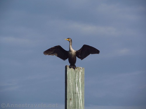 A double-crested cormorant on Holden Beach, North Carolina