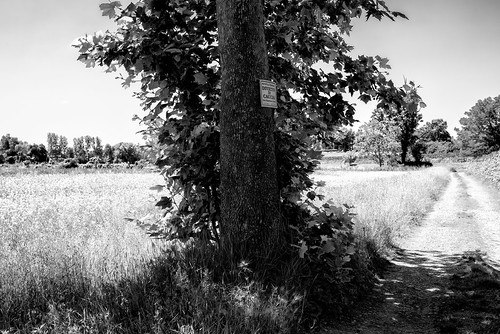 soncino cremona lombardia italy campagna road landscape paesaggio trees blackandwhite blackwhite bw biancoenero pentax pentaxk1 k1 pentaxdfa2470mmf28 hdpentaxdfa2470mmf28edsdmwr