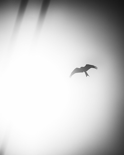 Kite I | John Ash | Flickr
