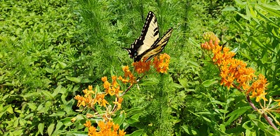 Butterfly enjoying the pollinator field