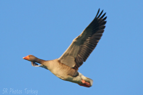 Local Geese | by SR Photos Torksey
