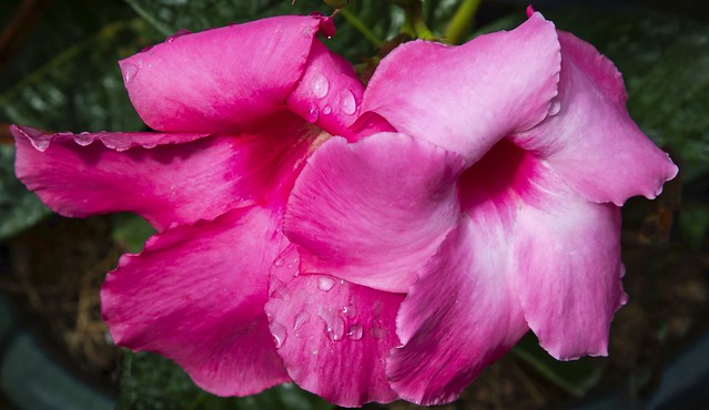 Pink Bougainvillea Flowers