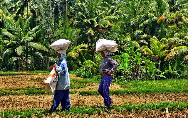 Bali, rice harvest