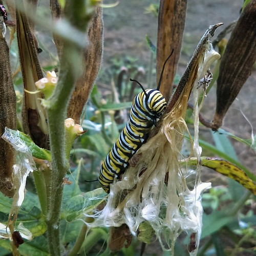 Monarch caterpillar 
