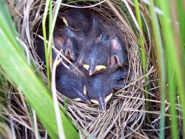 Older saltmarsh sparrow chicks in the nest