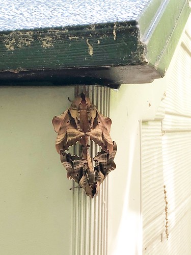mating blind sphinx moths | by puresugarblog