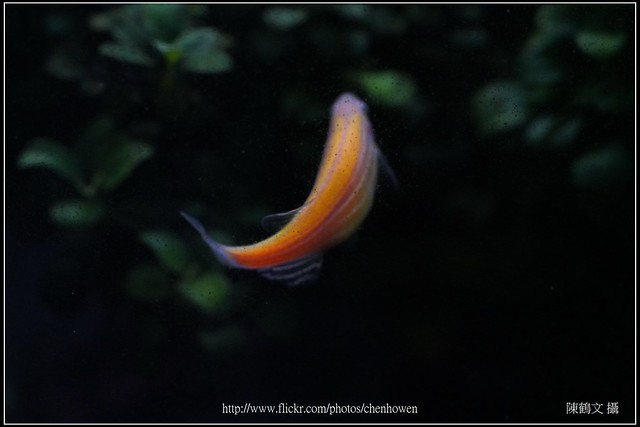 螢光斑馬魚_0113_Fluorescent Zebrafish