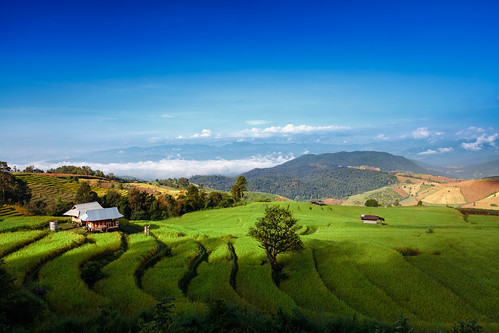 agriculture asia asian background beautiful blue bright colorful copyspace farm farming field filed food grass green harvest hill hut land landscape mountain natural nature paddy pattern plant plantation rice scenic sky terrace texture thailand travel tree view water wide maechaem chiangmai