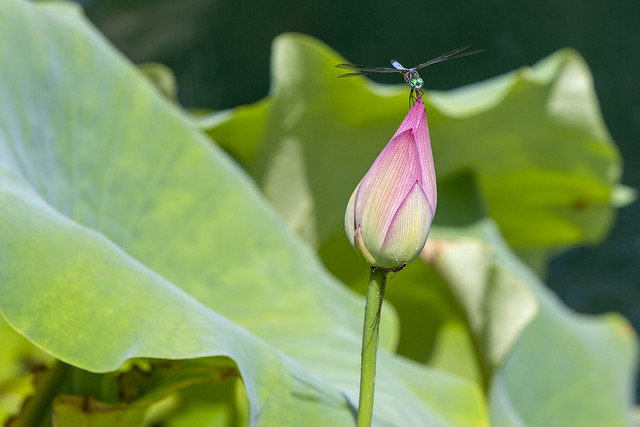 Lotus and Lilies - Spider and Dragonfly
