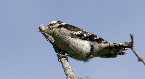 Young Downy Woodpecker poop shot!