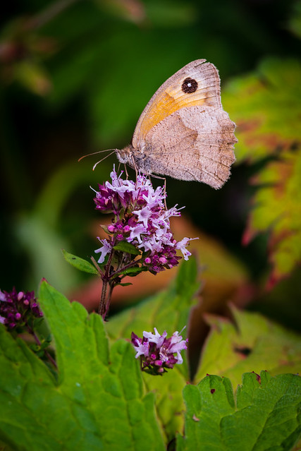 DSC_1135: Meadow Brown Butterfly