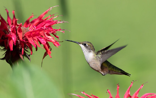 Ruby-throated Hummingbird at bee balm