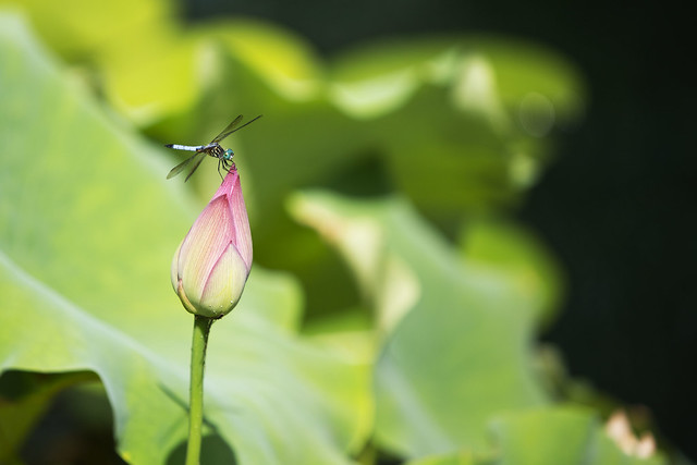 Lotus and Lilies with dragonfly