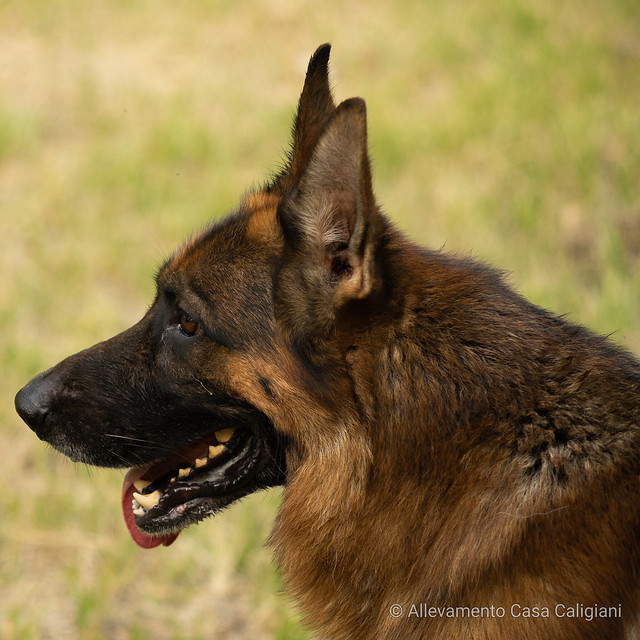Flickr: Discussing Hi, new member in The German Shepherd Dog