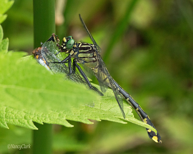 Dragonhunter Dragonfly with prey (Hagenius brevistylus)