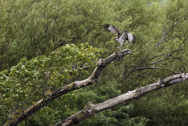 Adult Male Osprey 33 (11)