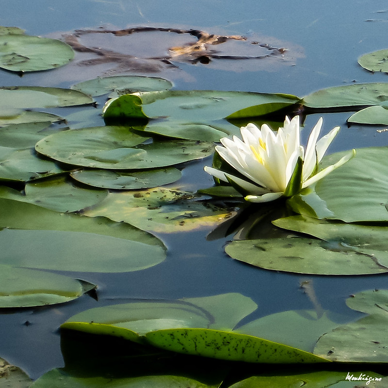 Fragrant water-lily - La Nymphée odorante