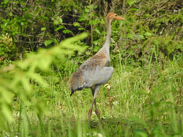 Common Crane (Grus grus) juvenile.