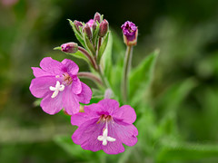 Green Hairy Willow herb