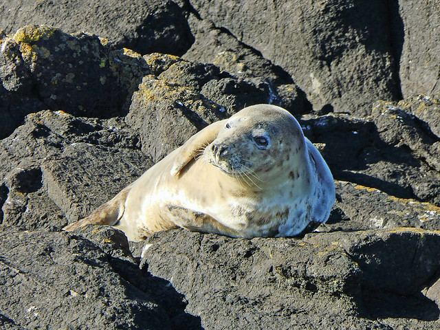 Young Grey Seal