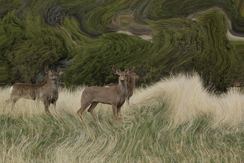 Deer of Silt_2625 | by roleen.johnson