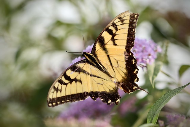 Eastern TIger Swallowtail Butterfly
