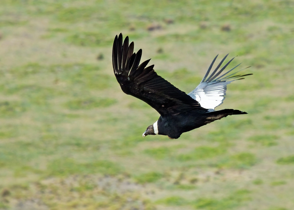 Andean Condor (Vultur gryphus) - 20100212-16