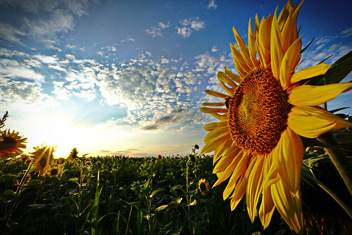 summer sommer vara sonnenblume sunflower floareasoarelui