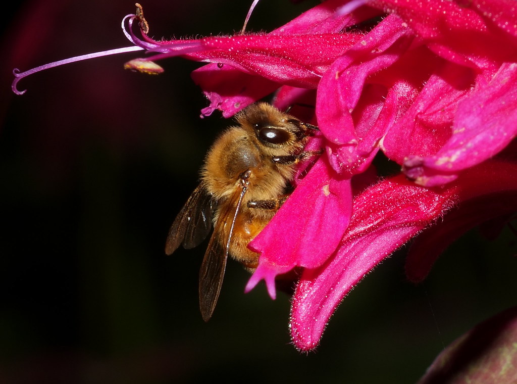 Honey Bee Feeding on a Bee Balm Flowerhead DSCF2974