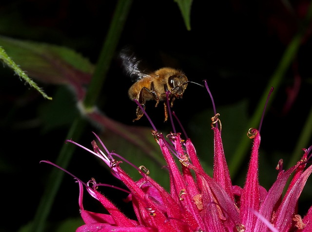 Honey Bee In Flight to a Bee Balm Flower DSCF2956