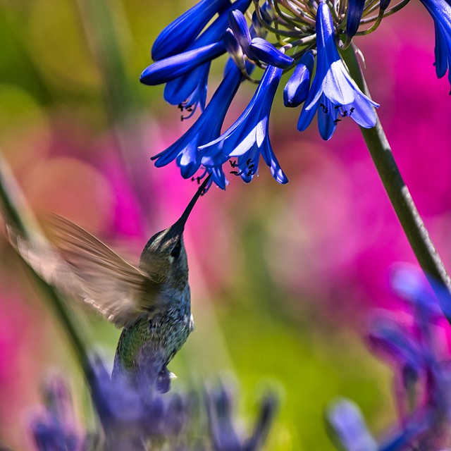 Hummingbird @ Filoli Gardens