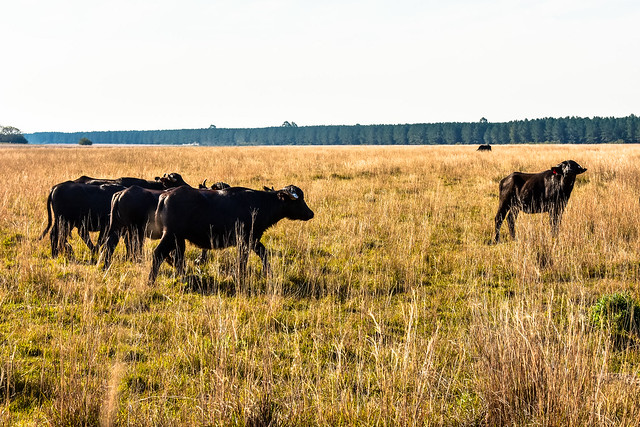 Búfalos en los campos correntinos