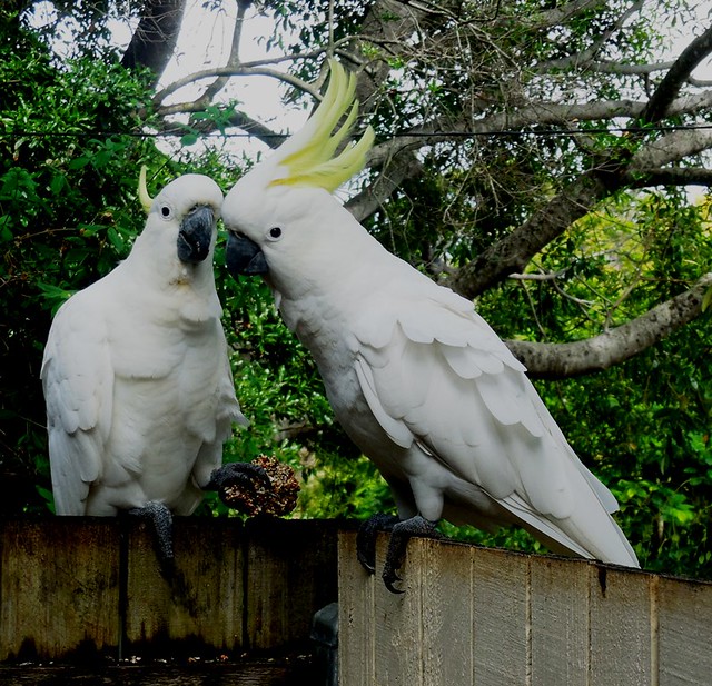 Pair of Sulphur Crested Cockatoos on my fence.