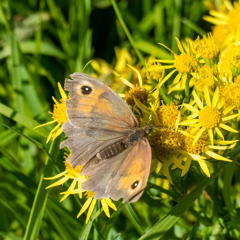 Meadow browns galore