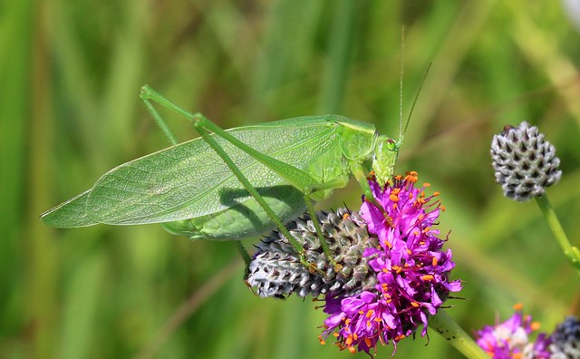 Texas bush katydid (Scudderia texensis) female at Hayden Prairie IA 653A1620