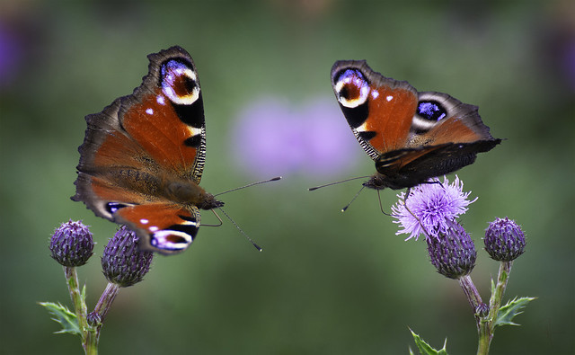 Peacock butterflies