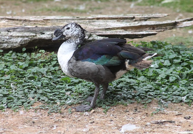 African Knob-billed duck (Sarkidiornis melanotos)