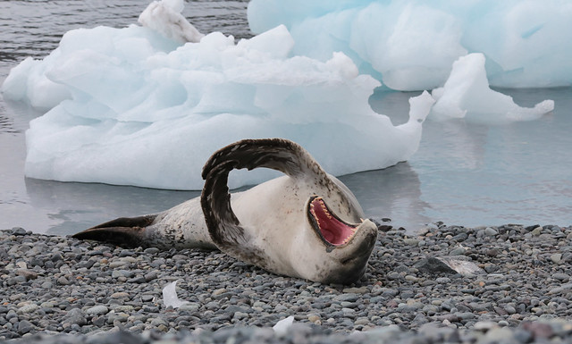 leopard seal yawn