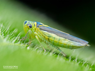 Leafhopper (Kolla sp.) - P7180586