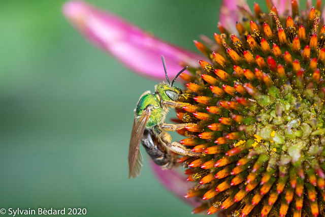 Halicte dans l'échinacée - Virescent Green Metallic Bee