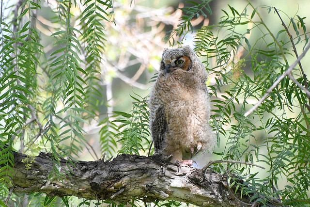 Great Horned Owlet #2