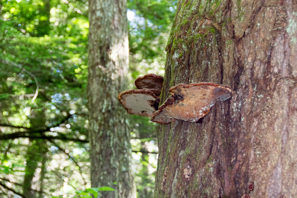 Mattatuck Trail, near Public star party at White Memorial Conservation Center