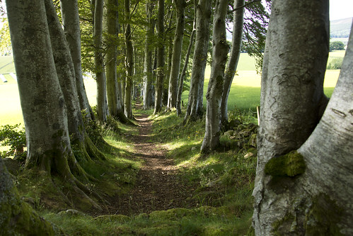 wood trees green forest landscape scotland aberdeenshire path topic