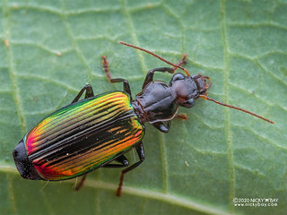 Ground beetle (cf. Calleida sp.) - P7180402