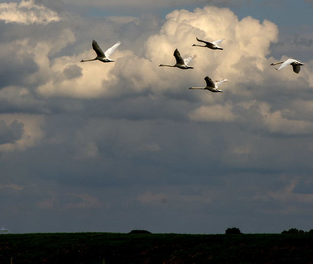 5 Swans a flying.jpg