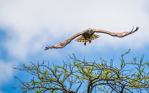 birds tanzania raptors snakeeagle brownsnakeeagle kilimanjaroregion mkomazinationalpark