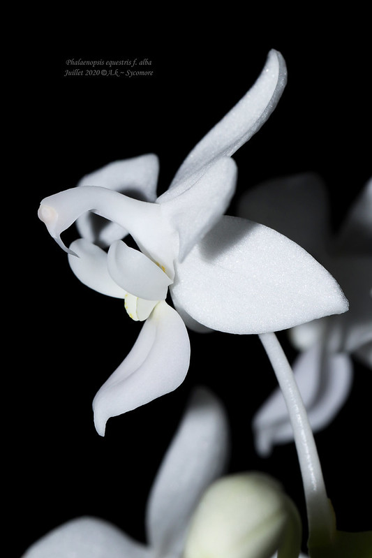 Phalaenopsis equestris f. alba 50148854106_393ff778f7_c