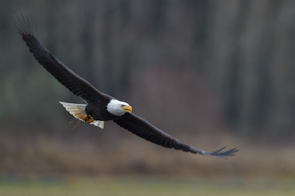 An adult bald eagle flies above Ruddy Lake in the River S Unit of Ridgefield National Wildlife Refuge in Ridgefield, Washington in December 2011