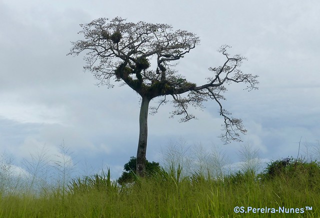 Majestic Centennial Kapok Tree in Paramaribo, Suriname