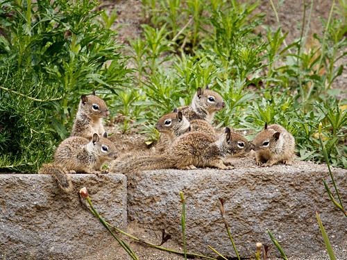 Baby Squirrels in My Backyard | by Sergei Poselski